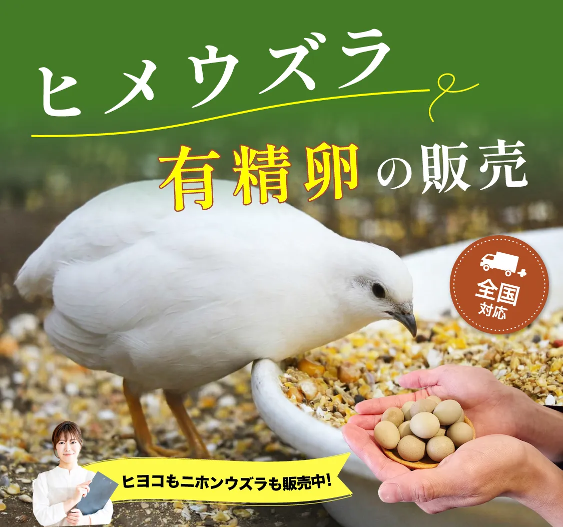 ヒメウズラの卵＜受精卵保証＞