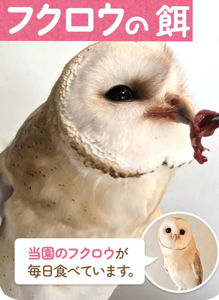 【フクロウの餌】 うずら(１羽150ｇ)　カット済み１羽