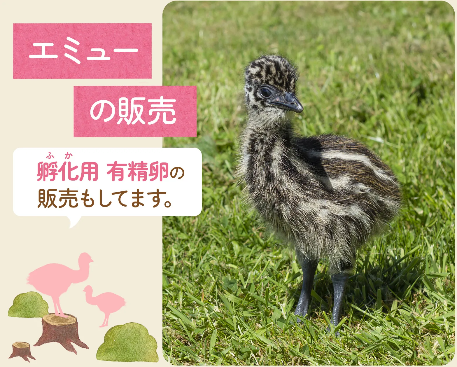 エミュー