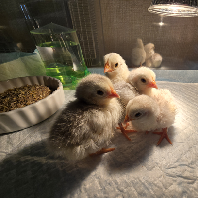 はじめてのひよこ飼育セットで育つヒナたち