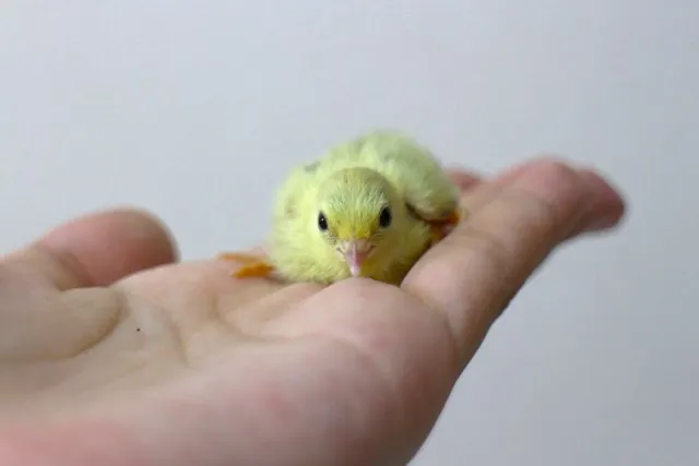 手のひらに乗る黄色いヒナ