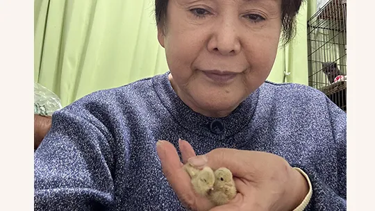 群馬県 T様 ヒメウズラ