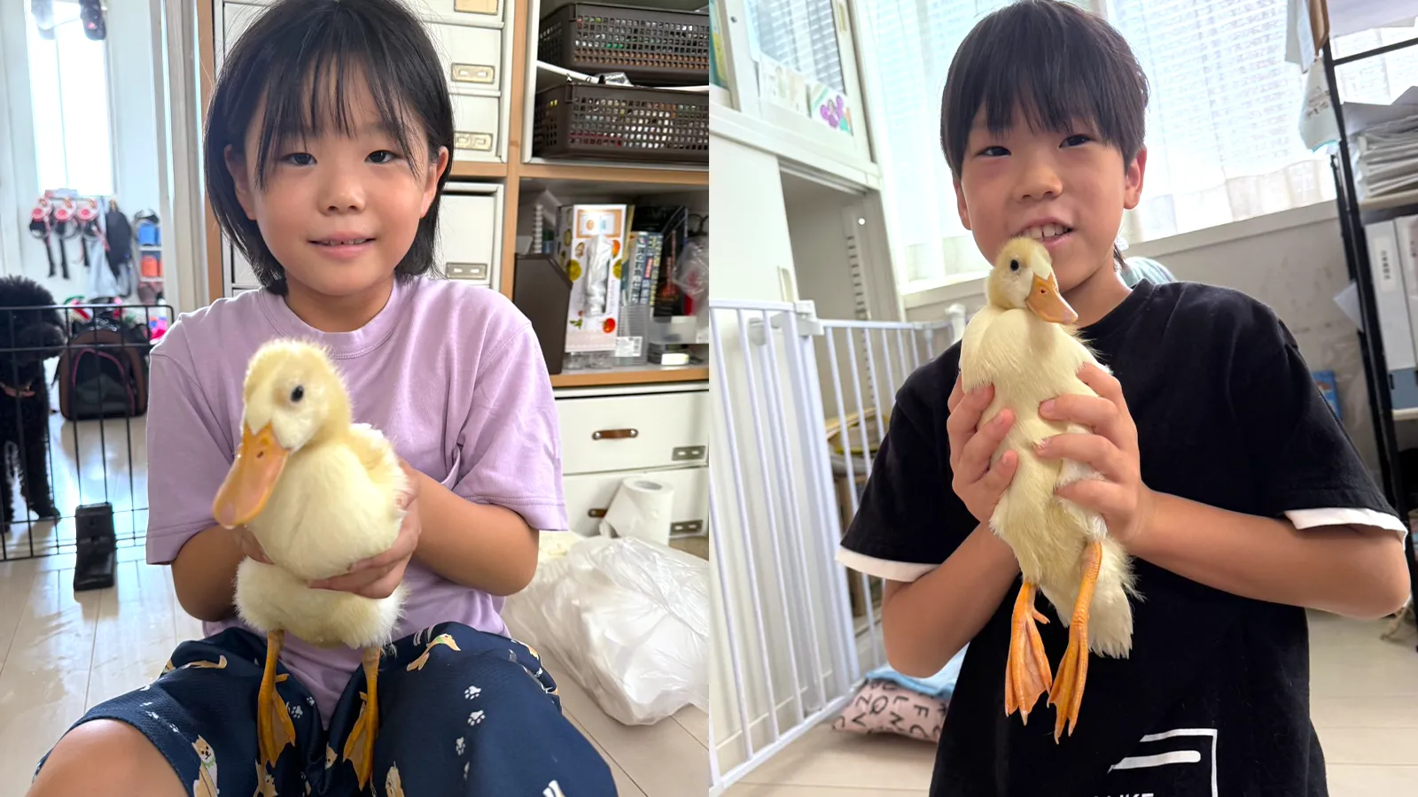 岡山県 Y様 コールダック